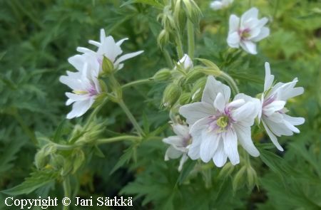 Geranium pratense 'Double Jewel', kylakurjenpolvi